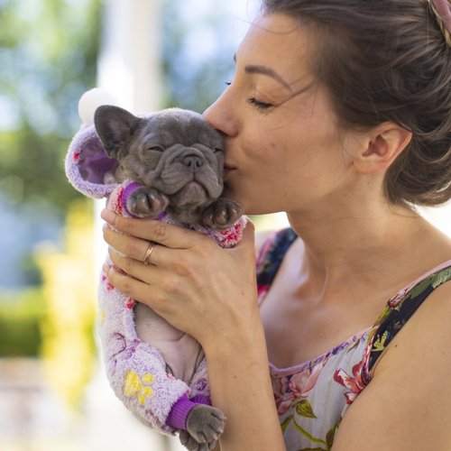 a woman holding and kissing a little blue fluffy french bulldog puppy