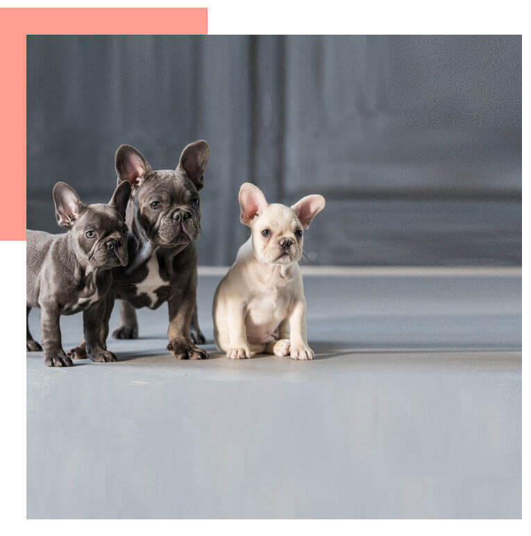 an image of 3 frenchbulldog two chocolate puppy and one lilac