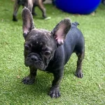 Black Trindle QUAD and Fluffy carrier French Bulldog