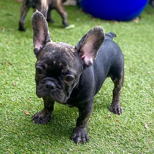 Black Trindle QUAD and Fluffy carrier French Bulldog