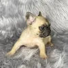 Fawn fluffy frenchbulldog carrier girl