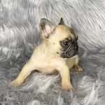 Fawn fluffy frenchbulldog carrier girl
