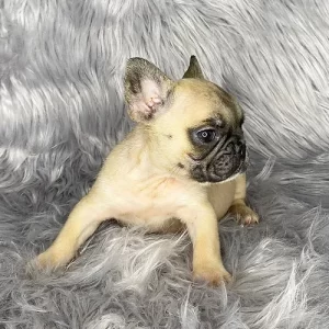 Fawn fluffy frenchbulldog carrier girl