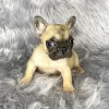 Fawn fluffy frenchbulldog carrier girl
