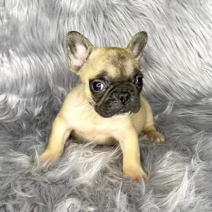 Fawn fluffy frenchbulldog carrier girl