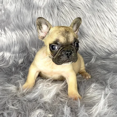 Fawn fluffy frenchbulldog carrier girl