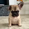 Fawn full fluffy
