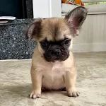 Fawn full fluffy