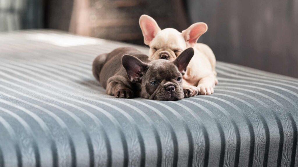 two french bulldog siting on a black box