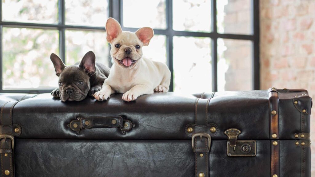 two french bulldog siting on a black box