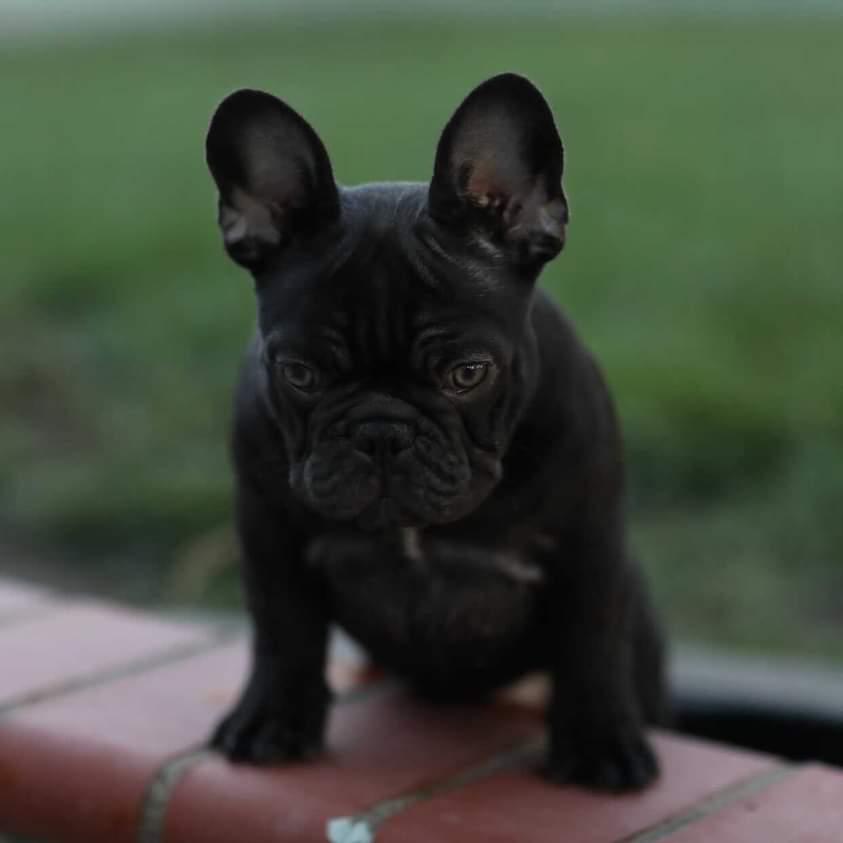 chocolate french bulldog