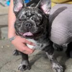 merle frenchbulldog