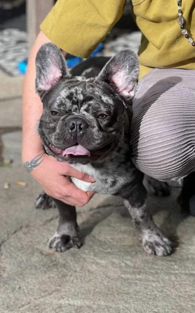 merle frenchbulldog