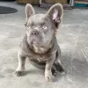 Lilac & Tan fluffy male frenchbulldog carries Isabella & cream