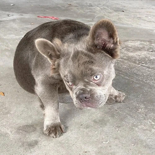 Lilac & Tan fluffy male frenchbulldog carries Isabella & cream