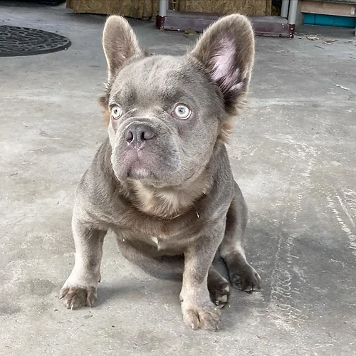 Lilac & Tan fluffy male frenchbulldog carries Isabella & cream