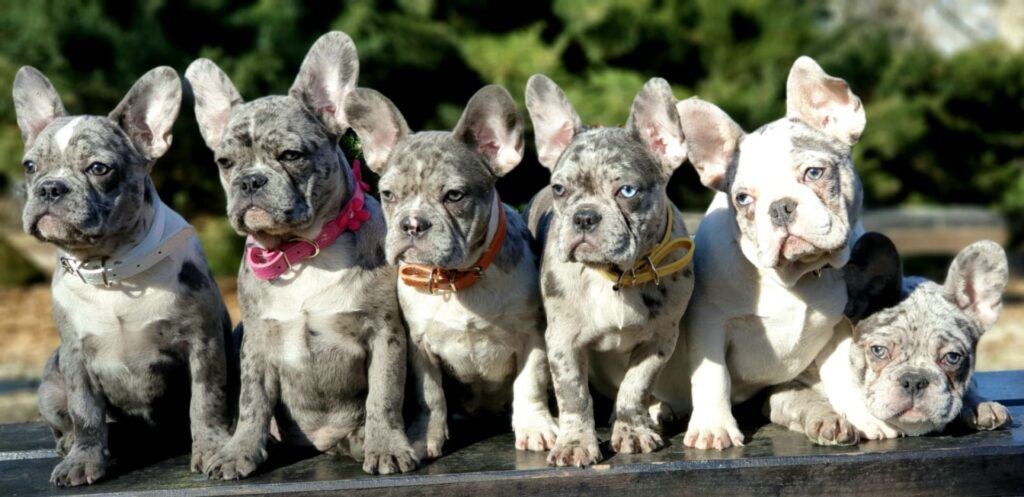 MERLE FRENCH BULLDOG PUPPIES