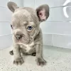 blue brindle male frenchbulldog puppy siting on the floor