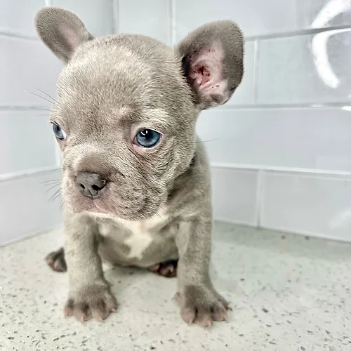blue brindle male frenchbulldog puppy siting on the floor