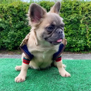 fluffy french bulldog for sale 