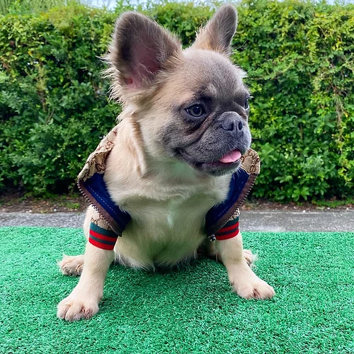 fluffy french bulldog for sale 