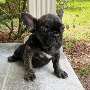 Black Trindle QUAD and Fluffy carrier French Bulldog
