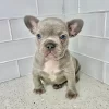 blue brindle male frenchie