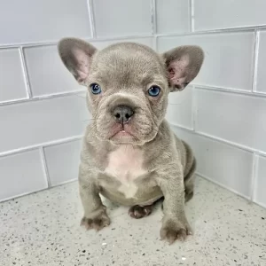 blue brindle male frenchie