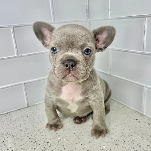 blue brindle male frenchie