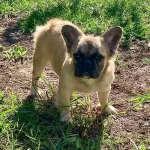 full Fawn fluffy Frenchbulldog girl