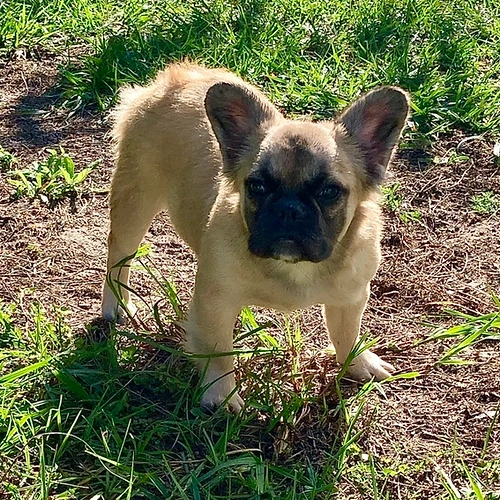 full Fawn fluffy Frenchbulldog girl