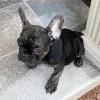 Black Trindle QUAD and Fluffy carrier French Bulldog