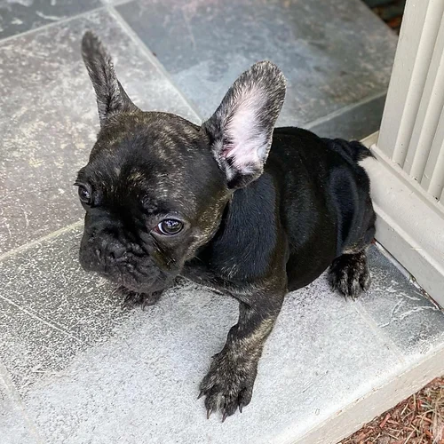 Black Trindle QUAD and Fluffy carrier French Bulldog