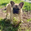 full Fawn fluffy Frenchbulldog girl