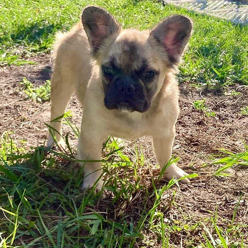 full Fawn fluffy Frenchbulldog girl