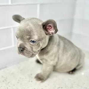 blue brindle male frenchbulldog puppy siting on the floor