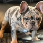 Fluffy carrier blue and Tan merle stud