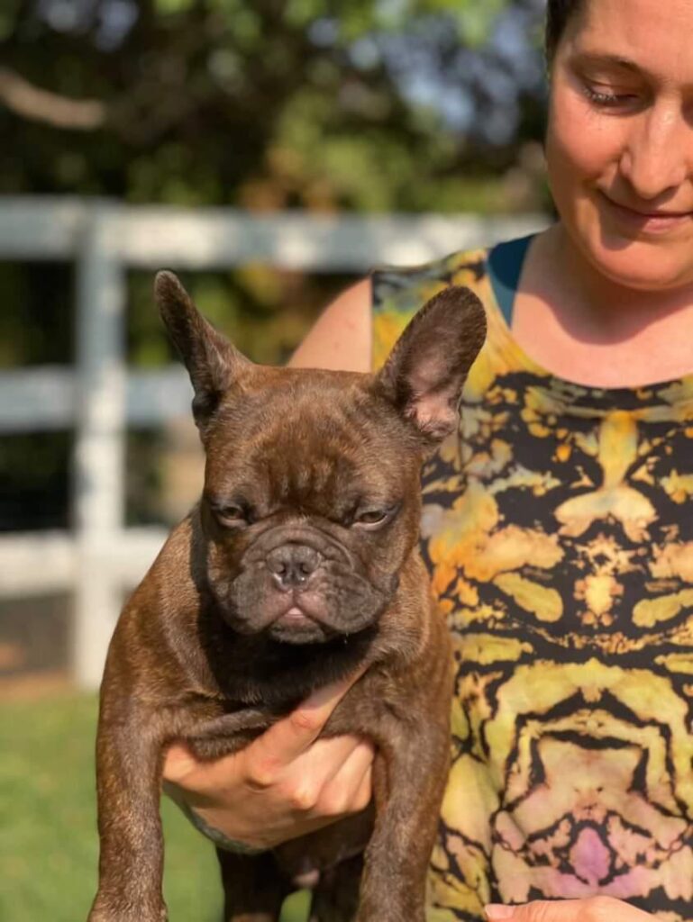 A team member of fluffy french bulldog for sale holding a merle french bulldog and smiling