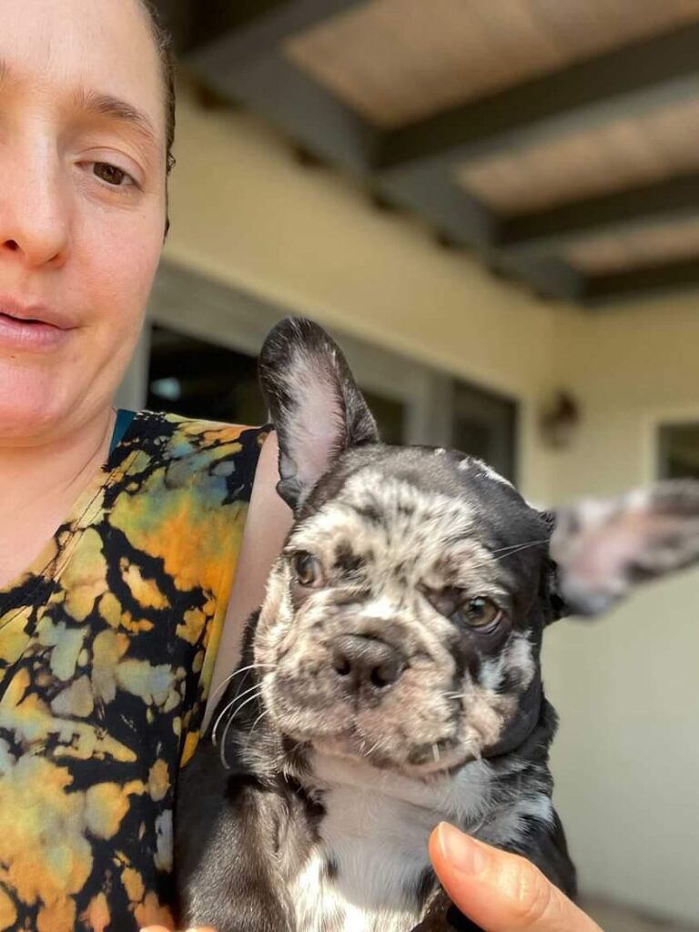 A team member of fluffy french bulldog for sale holding a merle french bulldog and smiling