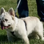 white fluffy- French bulldog5