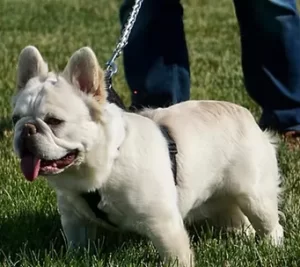 white fluffy- French bulldog5