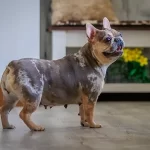 Female Merle & Tan 19 lbs 2