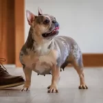 Female Merle & Tan 19 lbs