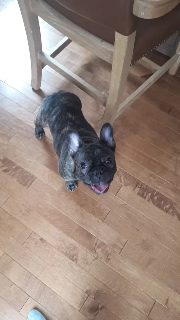 brindle french bulldog looking up