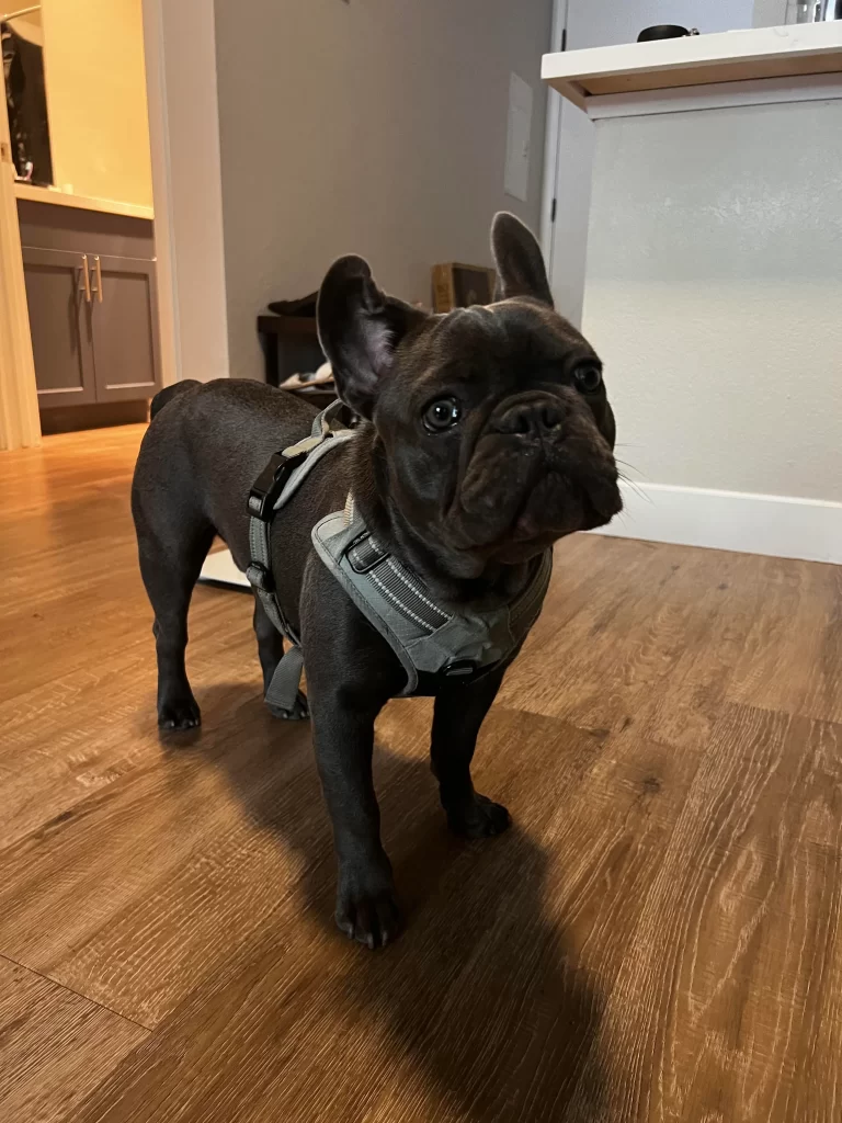 chocolate french bulldog inside a house