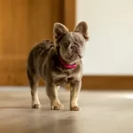 Female Fluffy Isabella2