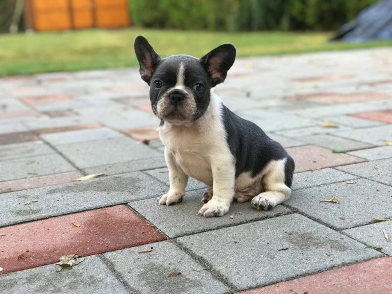mixed color french bulldog puppy