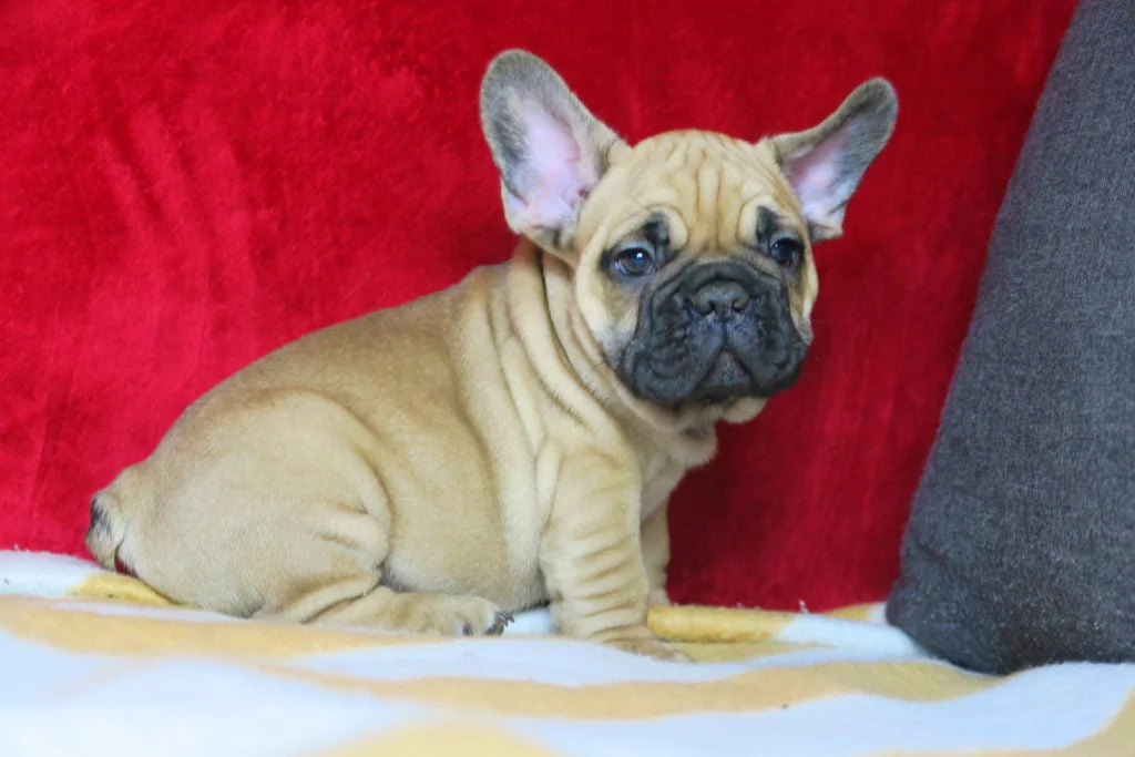 Fluffy frenchie