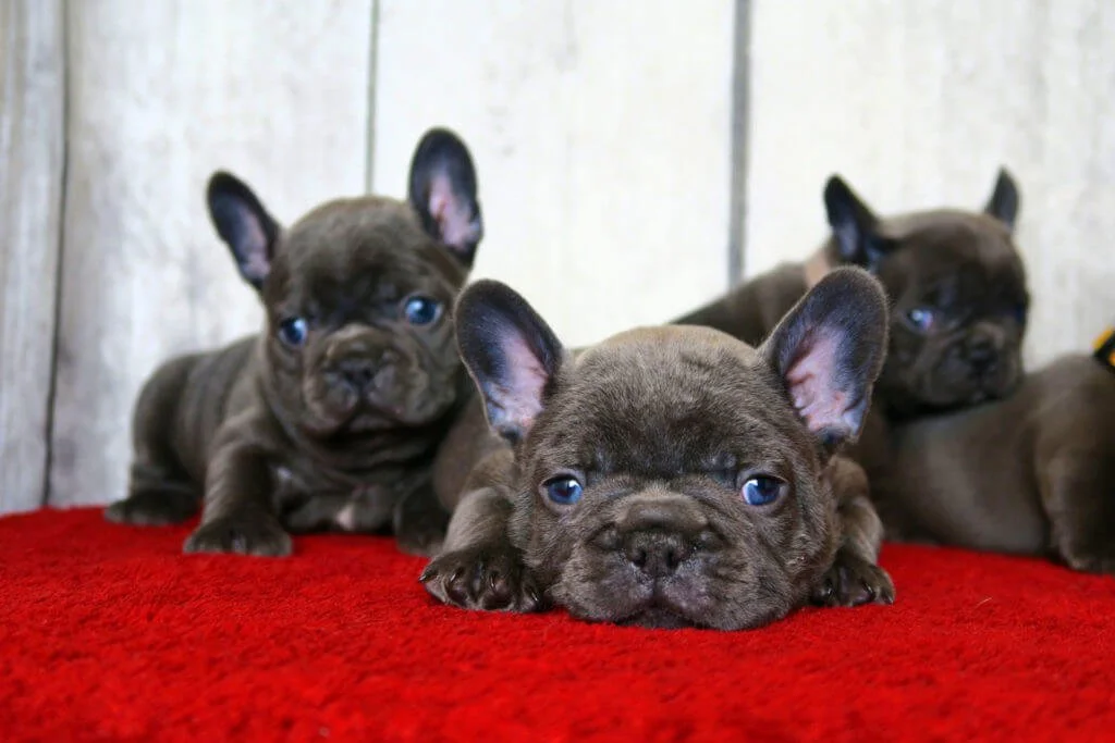 two blue french puppies