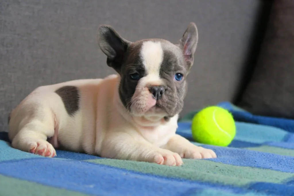 white frenchie